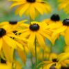 Rudbeckia Goldsturm - 2L