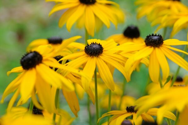 Rudbeckia Goldsturm