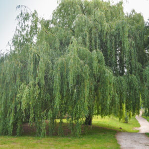 Salix chrysochoma