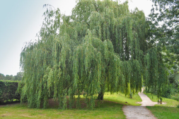 Salix chrysochoma
