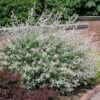 Salix integra 'Hakuro-Nishiki' - 5L pot