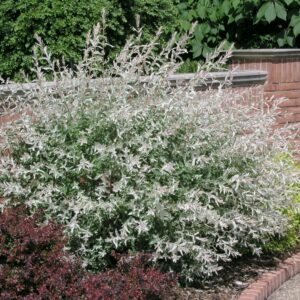 Salix integra 'Hakuro-Nishiki'