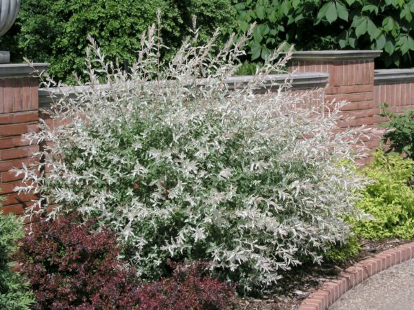Salix integra 'Hakuro-Nishiki'