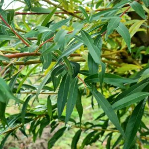 Salix vitellina