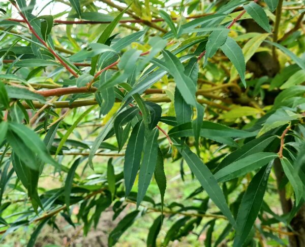 Salix vitellina