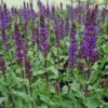 Salvia nemerosa Midnight Purple - 2L