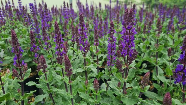 Salvia nemerosa Midnight Purple