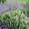 Salvia nem. Schneehügel' - 2L