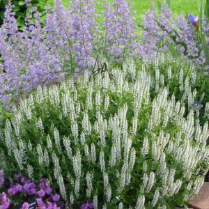 Salvia nem. Schneehügel'