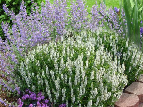 Salvia nem. Schneehügel'