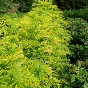 Sambucus nigra 'Golden Tower'