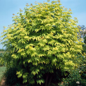 Sambucus racemosa 'Sutherland Gold'