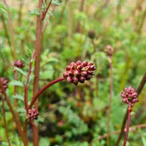 Sanguisorba minor