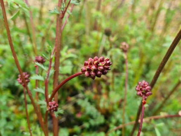 Sanguisorba minor