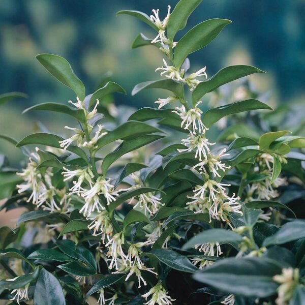 Sarcococca confusa