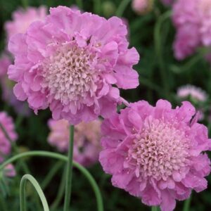 Scabiosa Pink Mist