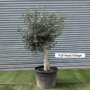 Olive Tree / Olea Europaea - 40-50cm girth