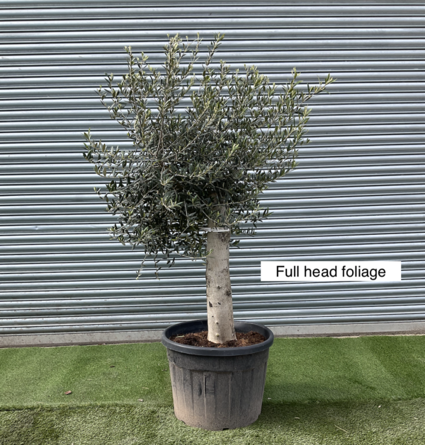 Olive Tree / Olea Europaea - 40-50cm girth