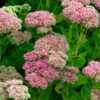 Sedum Herbstfreude (Autumn Joy) - 2L