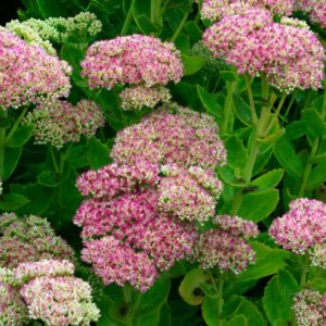 Sedum Herbstfreude (Autumn Joy)