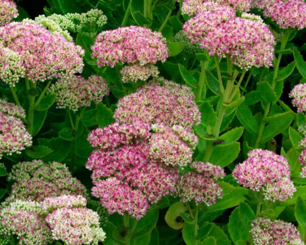 Sedum Herbstfreude (Autumn Joy)