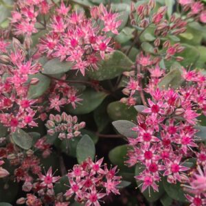 Sedum Bertram Anderson
