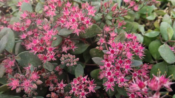 Sedum Bertram Anderson