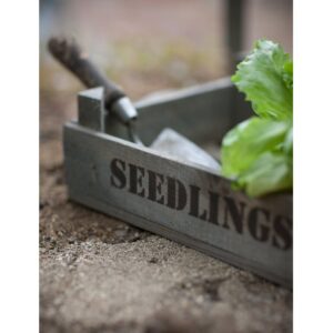 Seedlings Tray