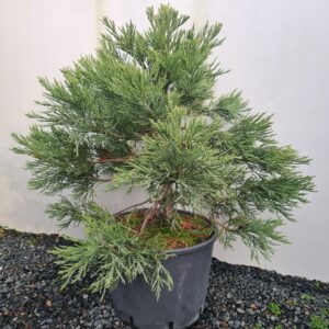 Sequoiadendron giganteum