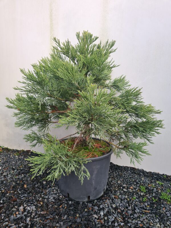 Sequoiadendron giganteum