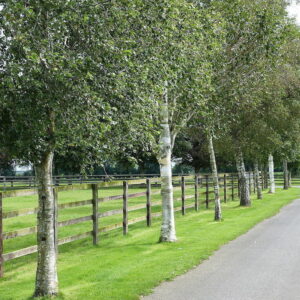 Betula pendula