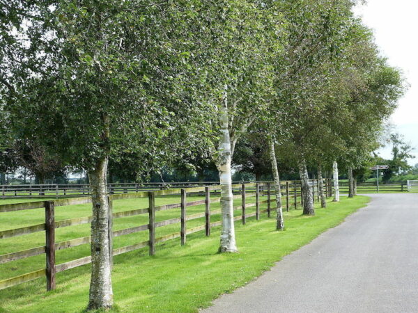 Betula pendula