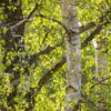 Betula pendula Multi-stem - 35L 200-250cm