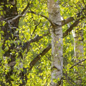 Betula pendula Multi-stem