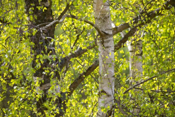 Betula pendula Multi-stem