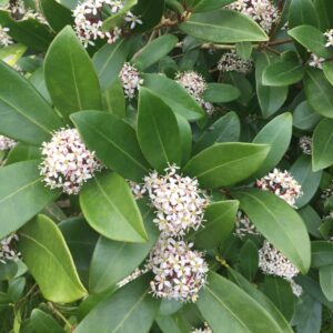 Skimmia japonica Fragrant Cloud