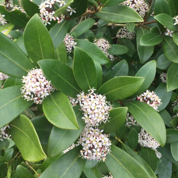 Skimmia japonica Fragrant Cloud