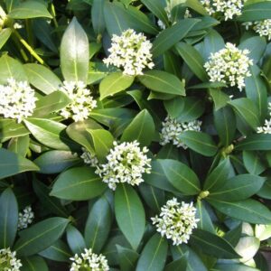 Skimmia Japonica Kew White