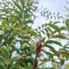 Sorbus Dodong / Olympic Flame - 08-10cm girth, 2.5-3m tall, Rootballed