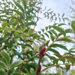 Sorbus Dodong / Olympic Flame