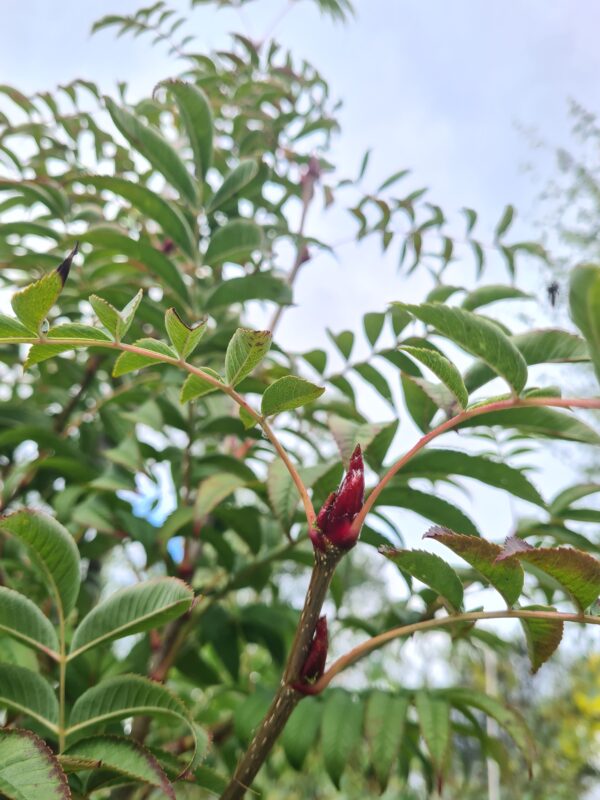 Sorbus Dodong / Olympic Flame