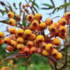 Sorbus 'Red Tip' - 08-10cm girth, 3-3.5m tall, Rootballed