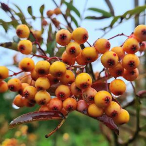 Sorbus 'Red Tip'