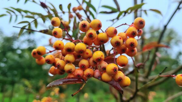 Sorbus 'Red Tip'