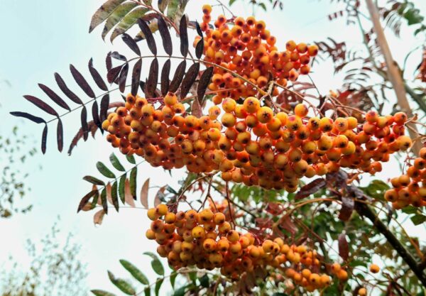 Sorbus 'Red Tip' - Image 3