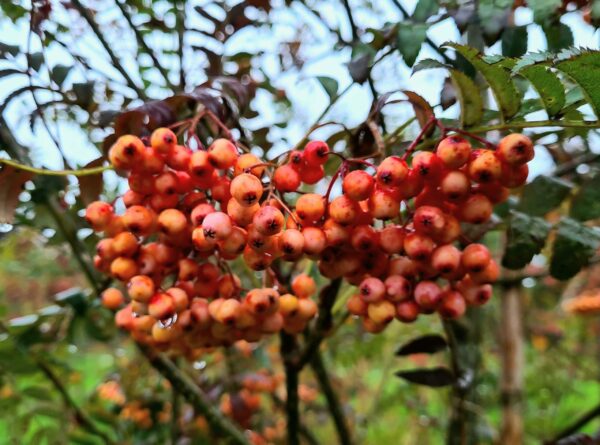 Sorbus 'Red Tip' - Image 2