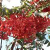 Sorbus vilmorinii - 10-12cm girth, 3-3.5m tall, Rootballed
