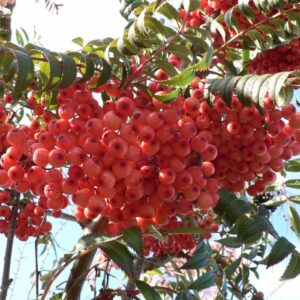 Sorbus vilmorinii