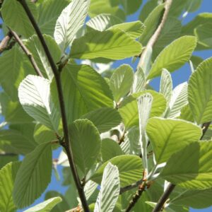 Sorbus aria Lutescens / Whitebeam