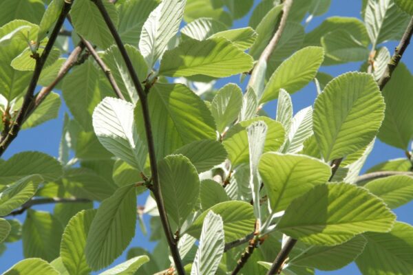 Sorbus aria Lutescens / Whitebeam